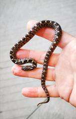 Pseudoficimia frontalis