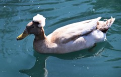 Anas platyrhynchos domesticus