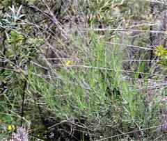 Bupleurum fruticescens