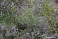 Bupleurum fruticescens