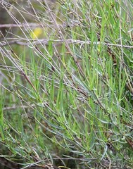 Bupleurum fruticescens