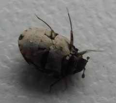 Anthrenus picturatus