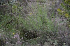 Bupleurum fruticescens