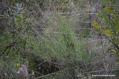 Bupleurum fruticescens