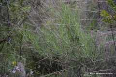 Bupleurum fruticescens
