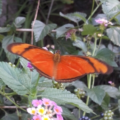 Dryas iulia alcionea