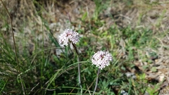 Valeriana tuberosa