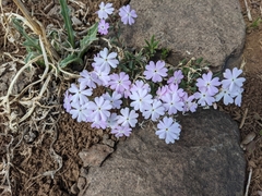 Phlox woodhousei