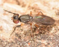 Heteromeringia nitida