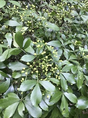 Pseudopanax lessonii