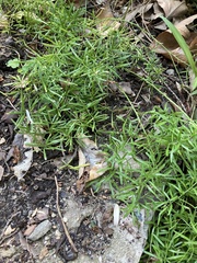 Floerkea proserpinacoides