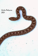 Pseudoficimia frontalis