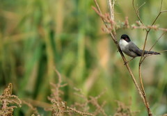 Curruca melanocephala