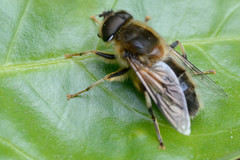Eristalis pertinax