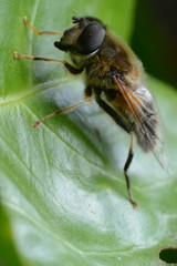 Eristalis pertinax