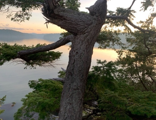 Douglas-fir (Pseudotsuga menziesii)