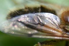 Eristalis pertinax
