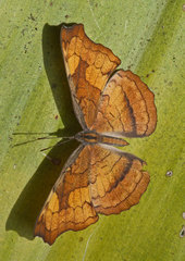 Laringa horsfieldii