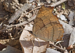 Laringa horsfieldii