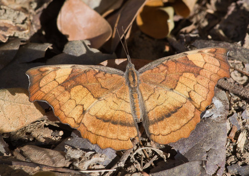 Laringa horsfieldii