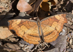 Laringa horsfieldii