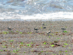 Calidris fuscicollis