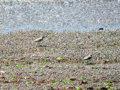 Calidris fuscicollis