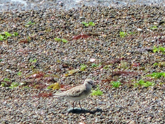 Calidris fuscicollis