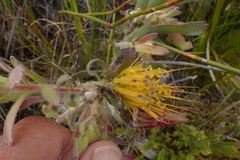 Leucospermum gracile