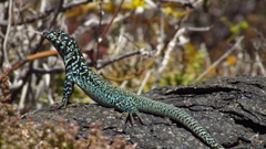 Liolaemus zapallarensis