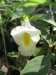 Achimenes glabrata