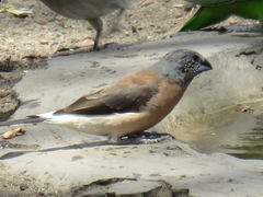 Spermestes griseicapilla
