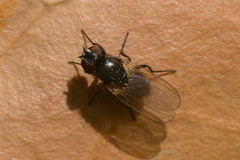 Diptera