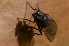 Diptera