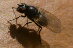 Diptera