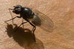 Diptera