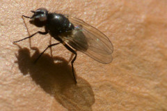 Diptera
