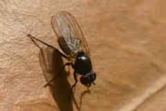 Diptera