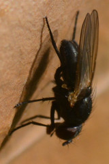 Diptera