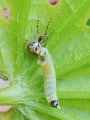 Theridion varians