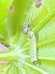 Theridion varians