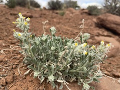 Oreocarya flavoculata