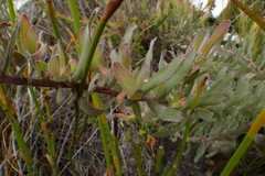 Leucospermum gracile