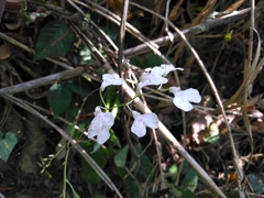 Ionopsis utricularioides