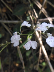 Ionopsis utricularioides