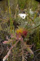 Leucospermum gracile