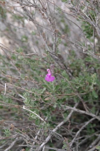Salvia greggii