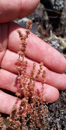 Crassula colligata