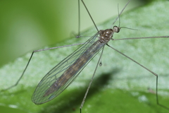 Limnophilinae