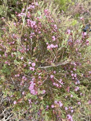 Vaccinium darrowii image